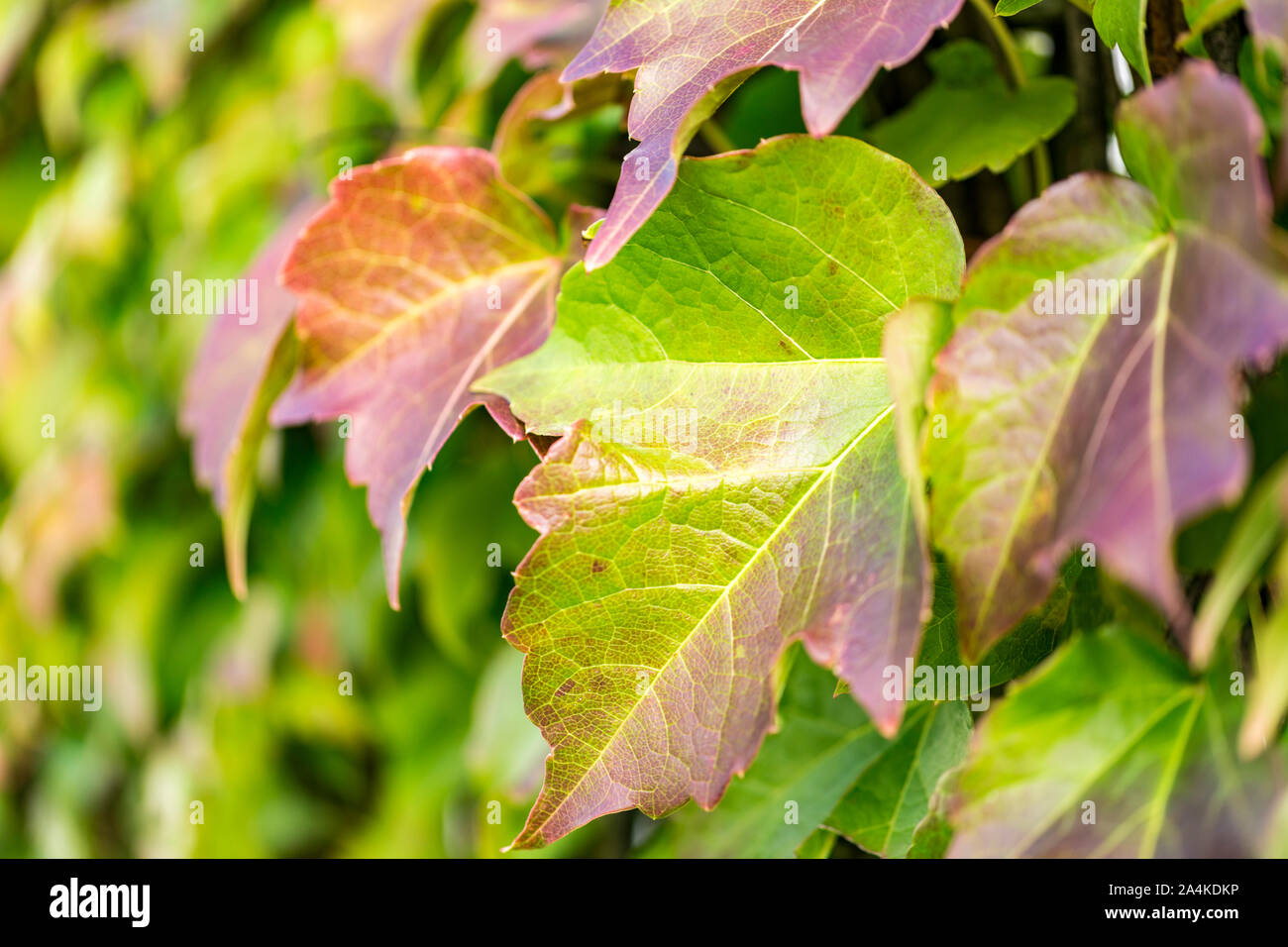 In prossimità di una foglia di vino. Struttura di un vino colorato Foglie di autunno/caduta. La natura è la pittura di foglie colorate. Foto Stock