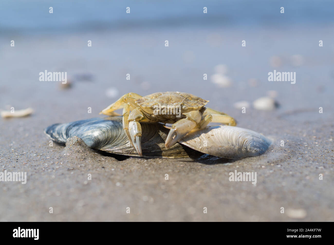 Il granchio di mare del Nord Foto Stock