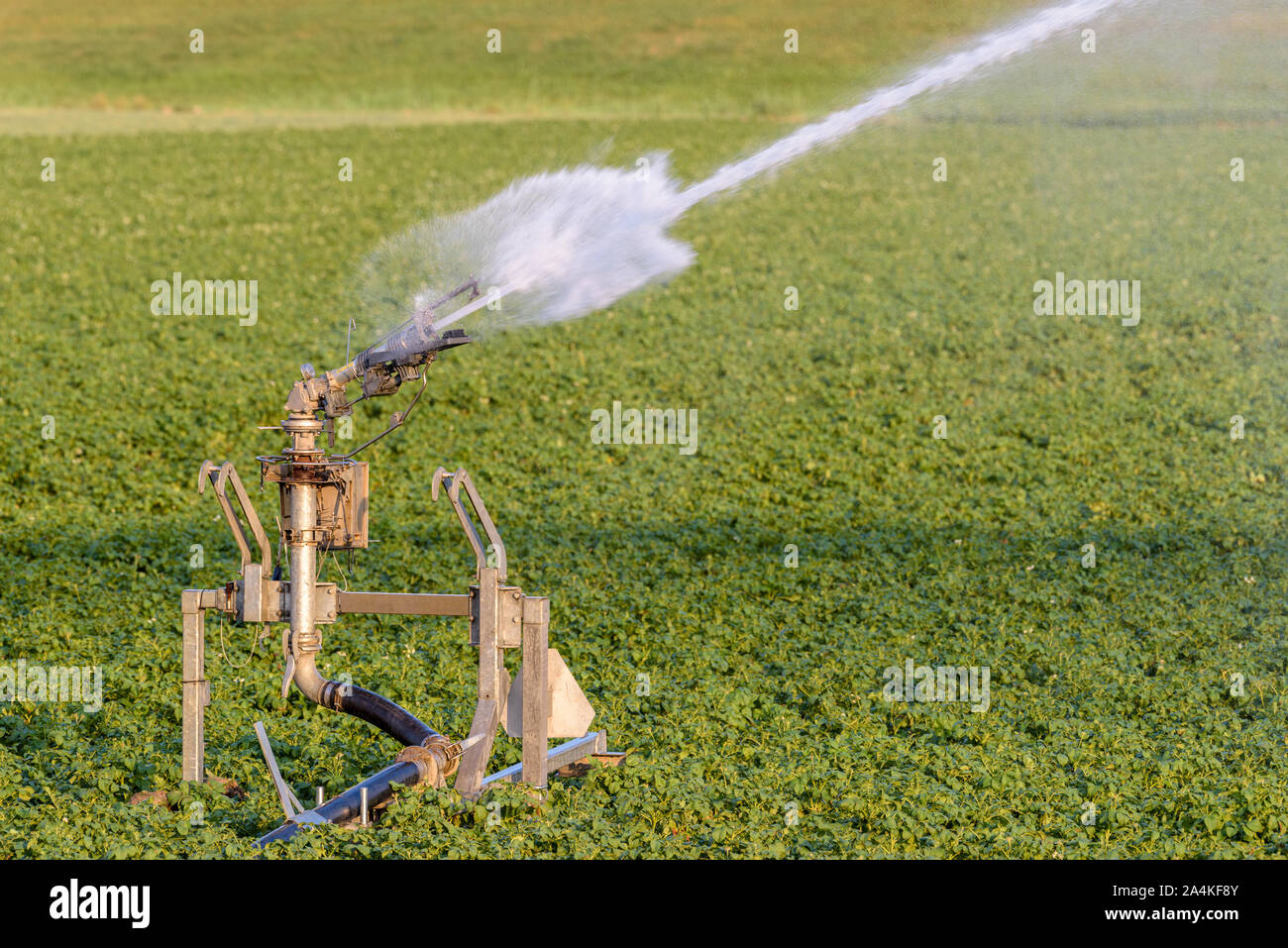 Un irroratore è la spruzzatura di acqua su terreni agricoli nel corso di un periodo di siccità. Foto Stock