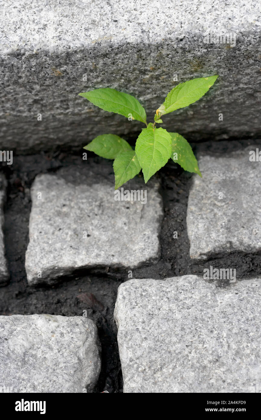 Contro ogni probabilità - Urban Jungle fighter Foto Stock