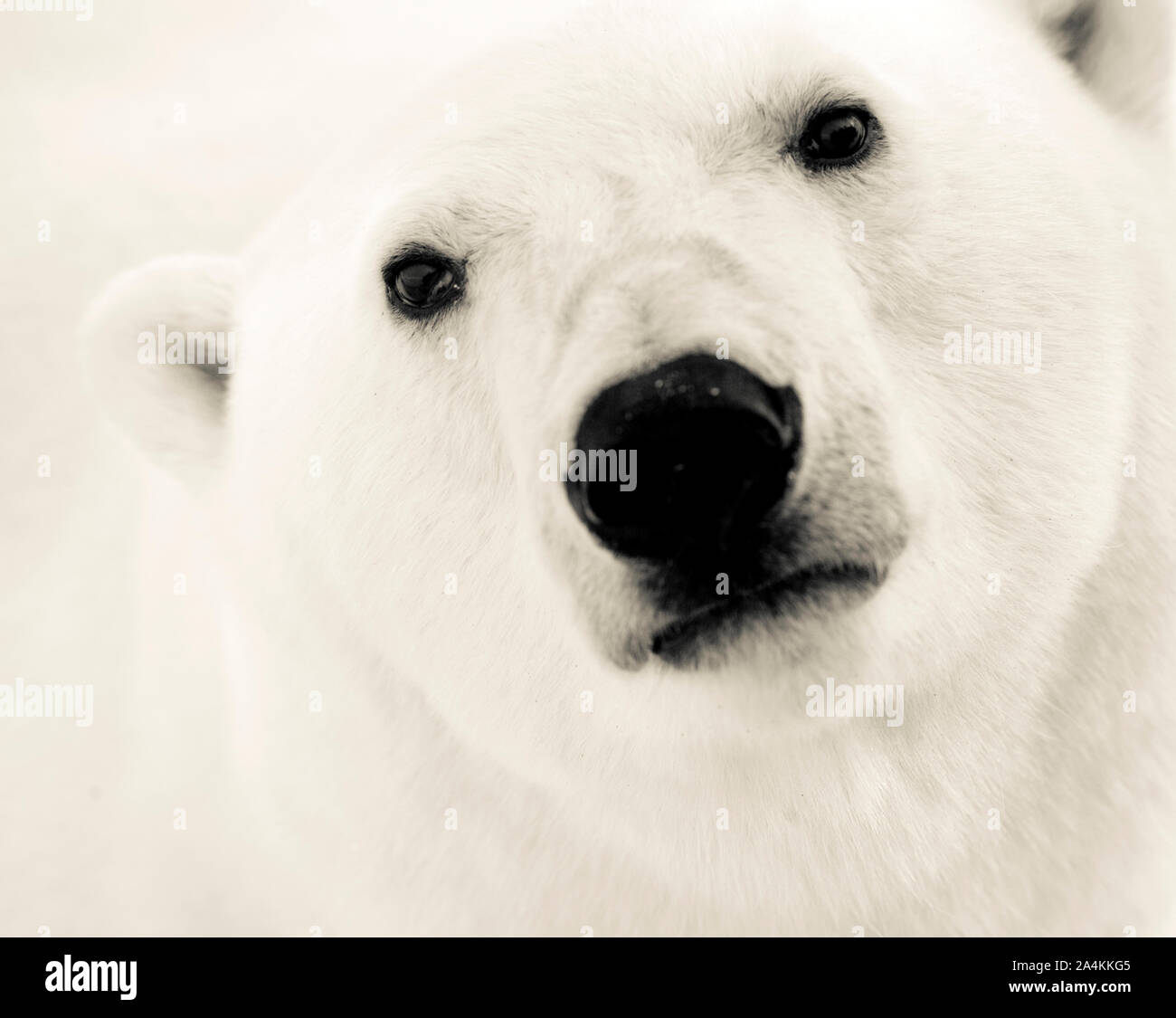 Close-up di orso polare Foto Stock