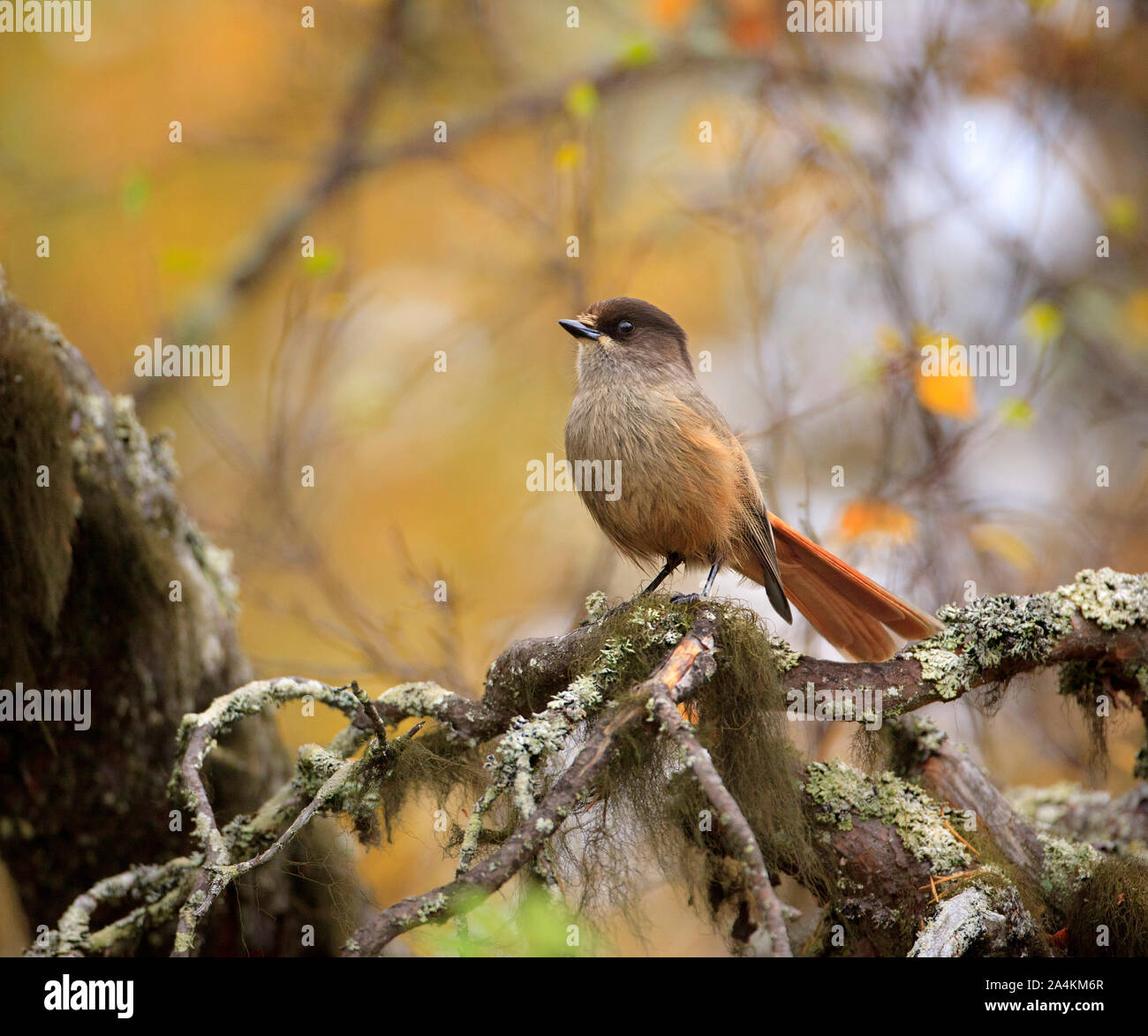 Uccelli passeriformi sul ramo di albero Foto Stock