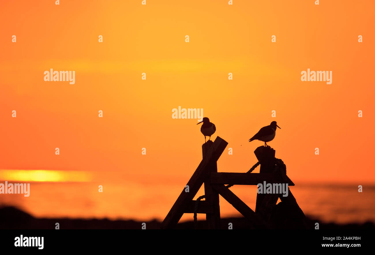 Silhouette di uccelli Foto Stock