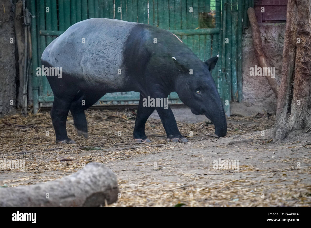 Un tapiro è in cerca di cibo. Il tapiro è un unico animale da Asia, comunemente trovati in Indonesia. Il tapiro ha una breve proboscide e in bianco e nero e bianco di pelle Foto Stock