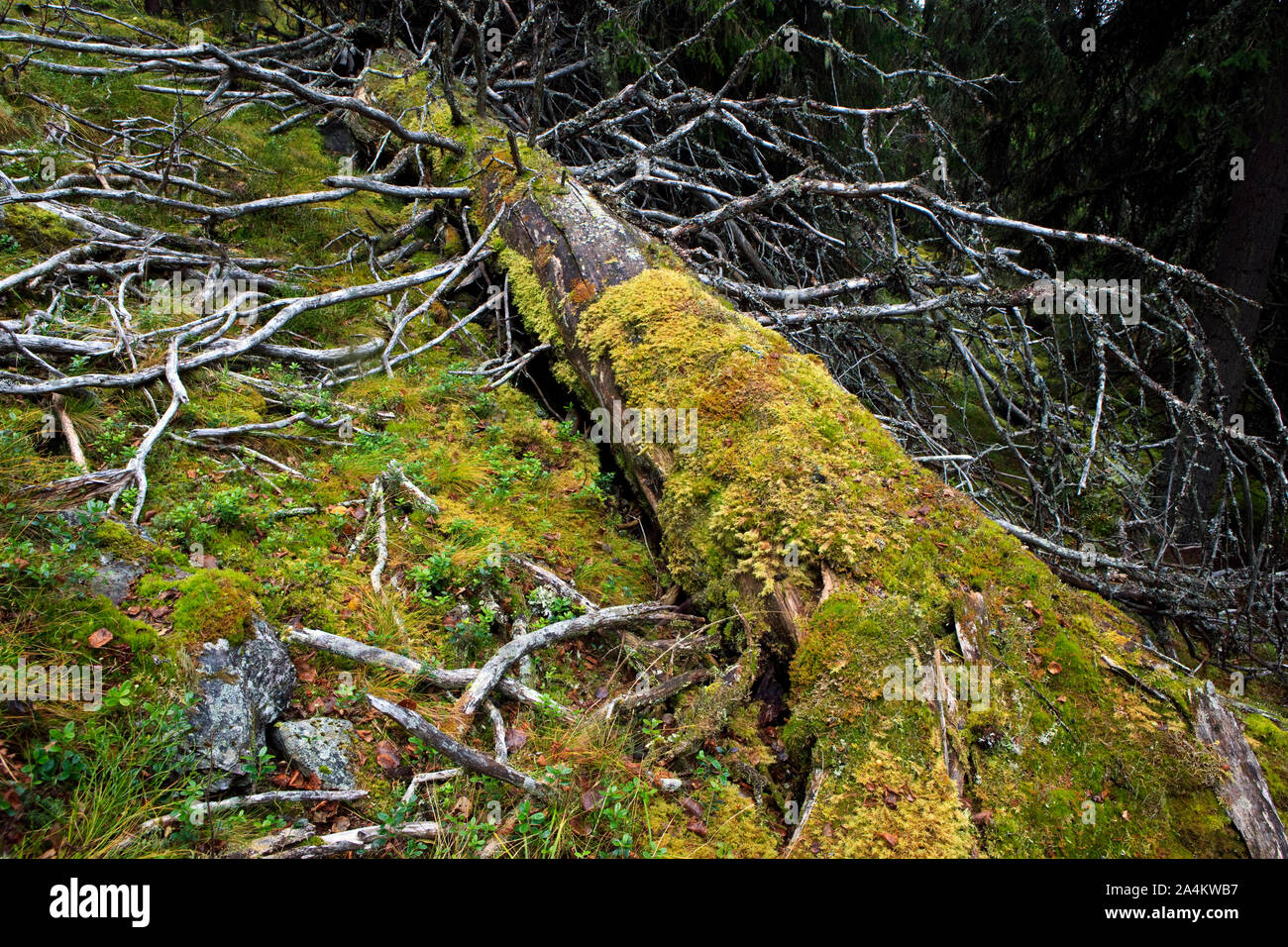 La foresta vergine di Engerdal, Norvegia e Scandinavia Foto Stock