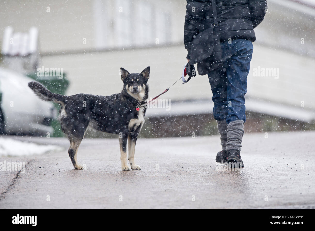 Piedi di donna con cane in mano a camminare sulla strada in inverno Foto Stock