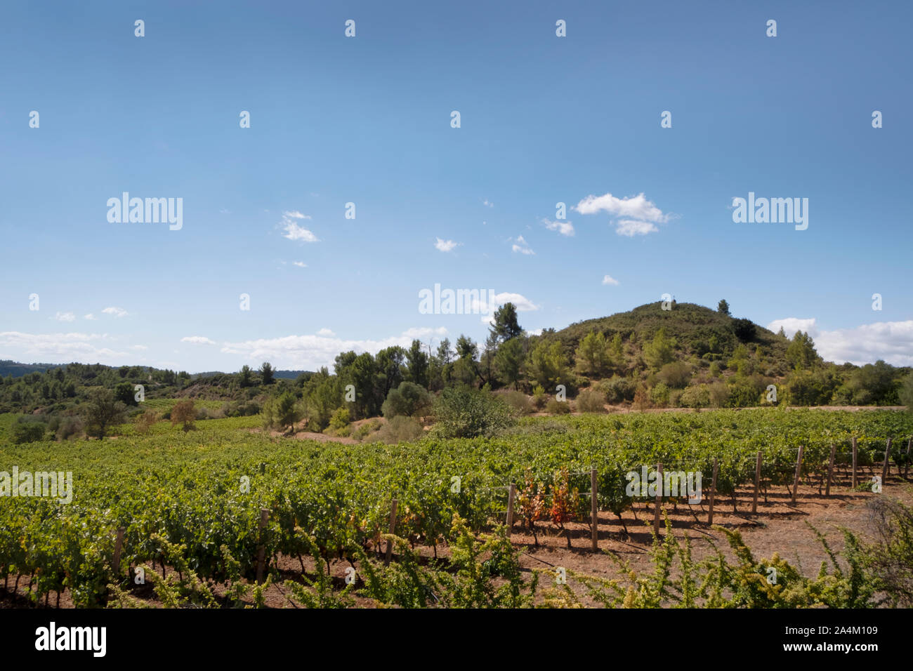 Languedoc campagna, i vigneti di St Chinian Domaine d'estate Foto Stock