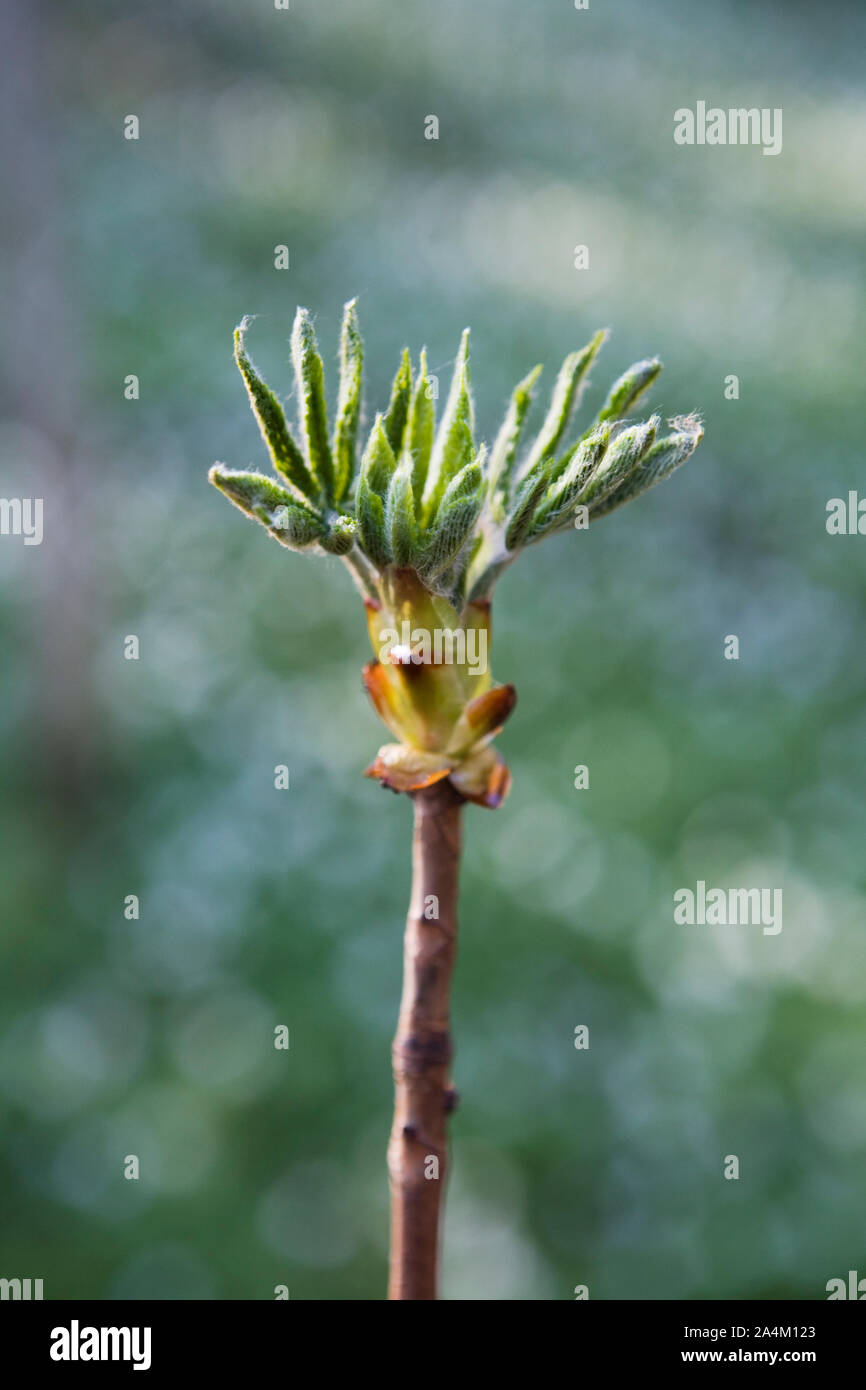 Albero di castagno Foto Stock