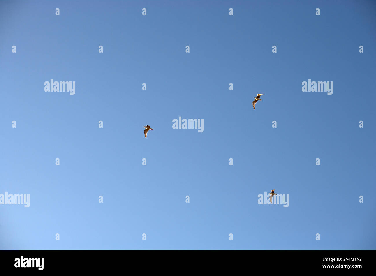 Gli uccelli del cielo Foto Stock
