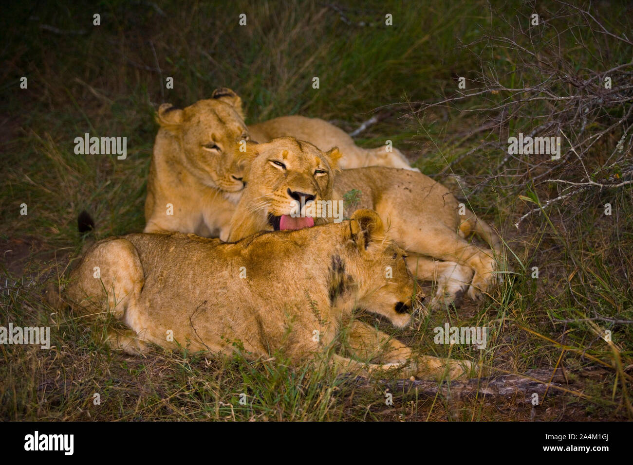 Leonessa con i cuccioli a Sabi Sands Game Reserve, Sud Africa Foto Stock