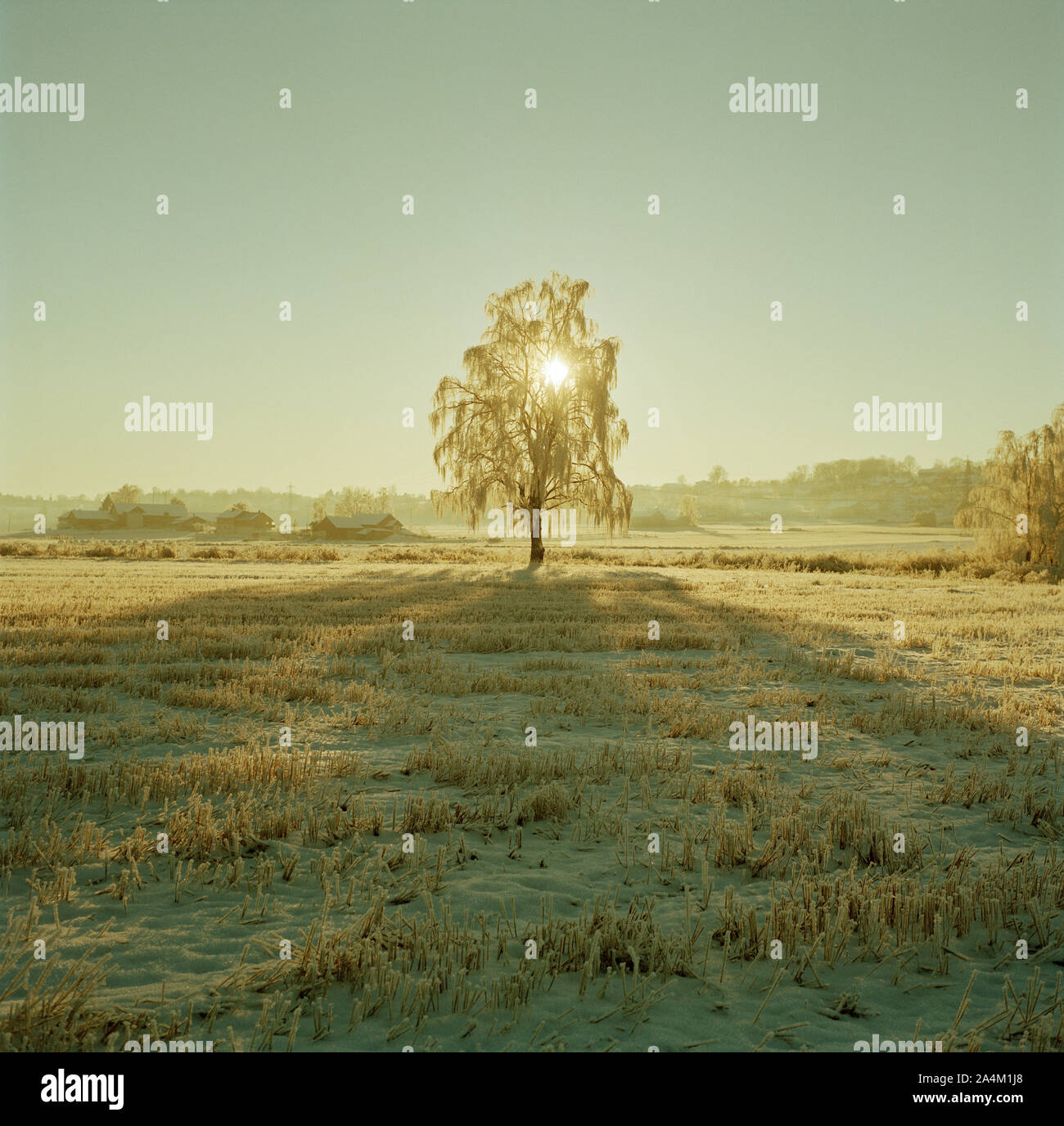 Un albero in valle Gjerpensdalen, Norvegia Foto Stock