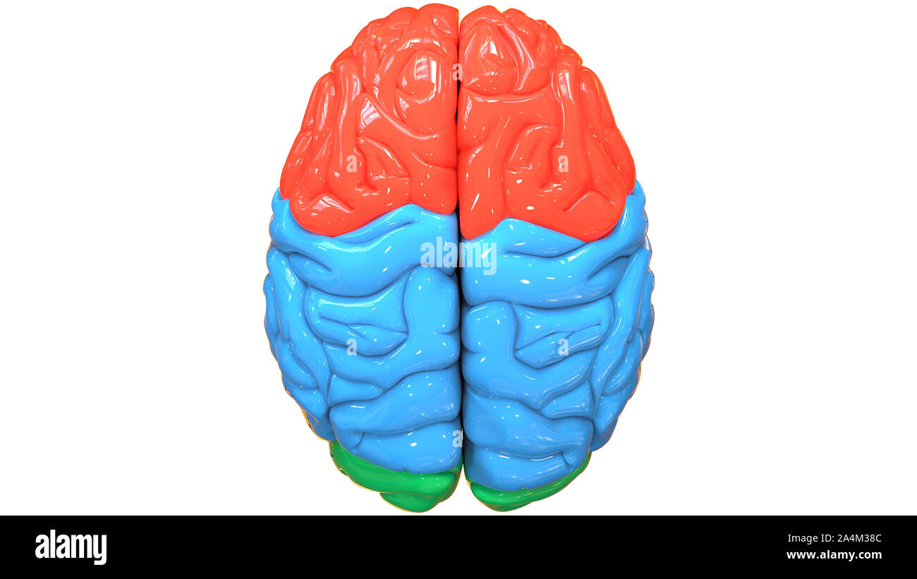 Organo centrale del sistema nervoso umano anatomia cerebrale vista superiore Foto Stock