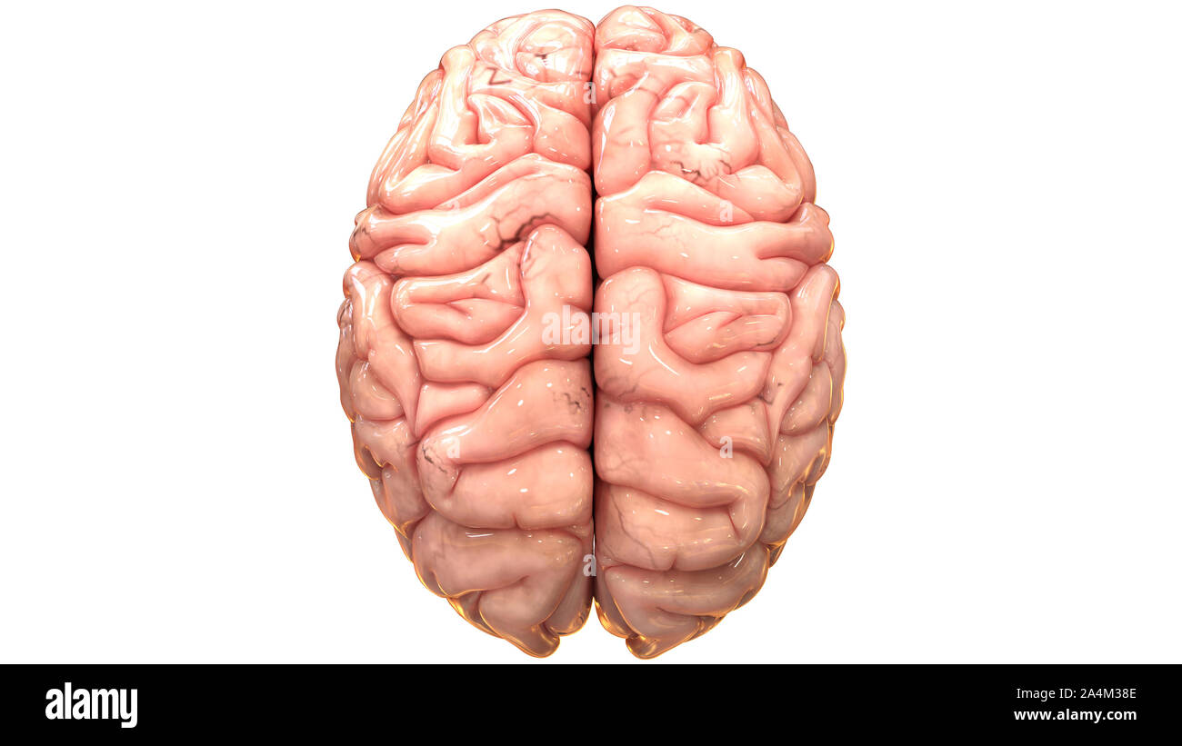 Organo centrale del sistema nervoso umano anatomia cerebrale vista superiore Foto Stock
