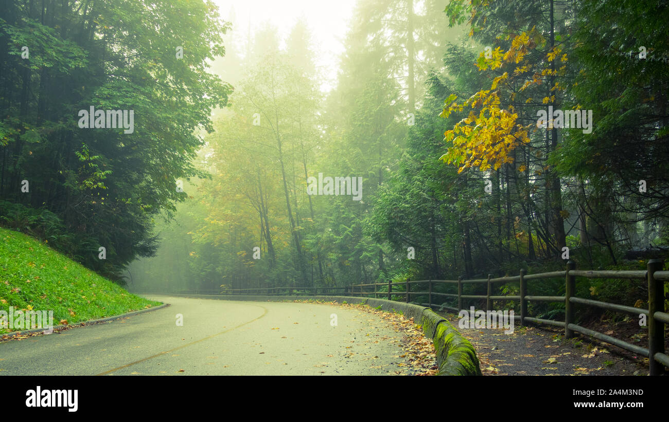 Una nebbia strada forestale (Capilano Park Road) nella foresta pluviale costiera nel fiume Capilano Parco Regionale in North Vancouver, British Columbia, Canada. Foto Stock