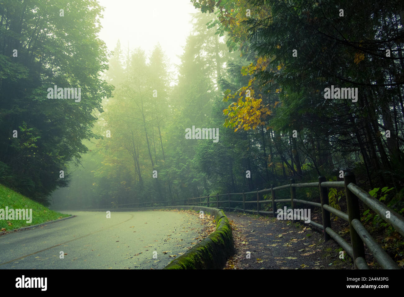 Una nebbia strada forestale (Capilano Park Road) nella foresta pluviale costiera nel fiume Capilano Parco Regionale in North Vancouver, British Columbia, Canada. Foto Stock