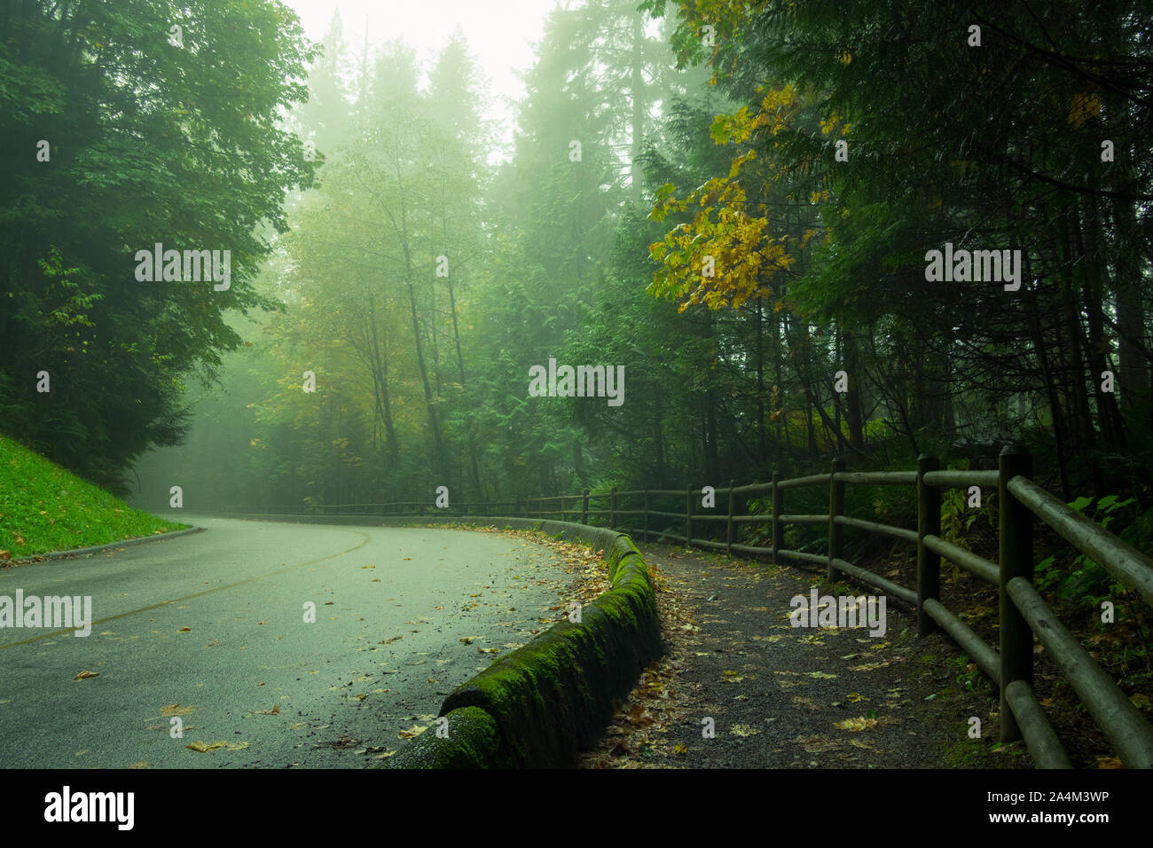 Una nebbia strada forestale (Capilano Park Road) nella foresta pluviale costiera nel fiume Capilano Parco Regionale in North Vancouver, British Columbia, Canada. Foto Stock