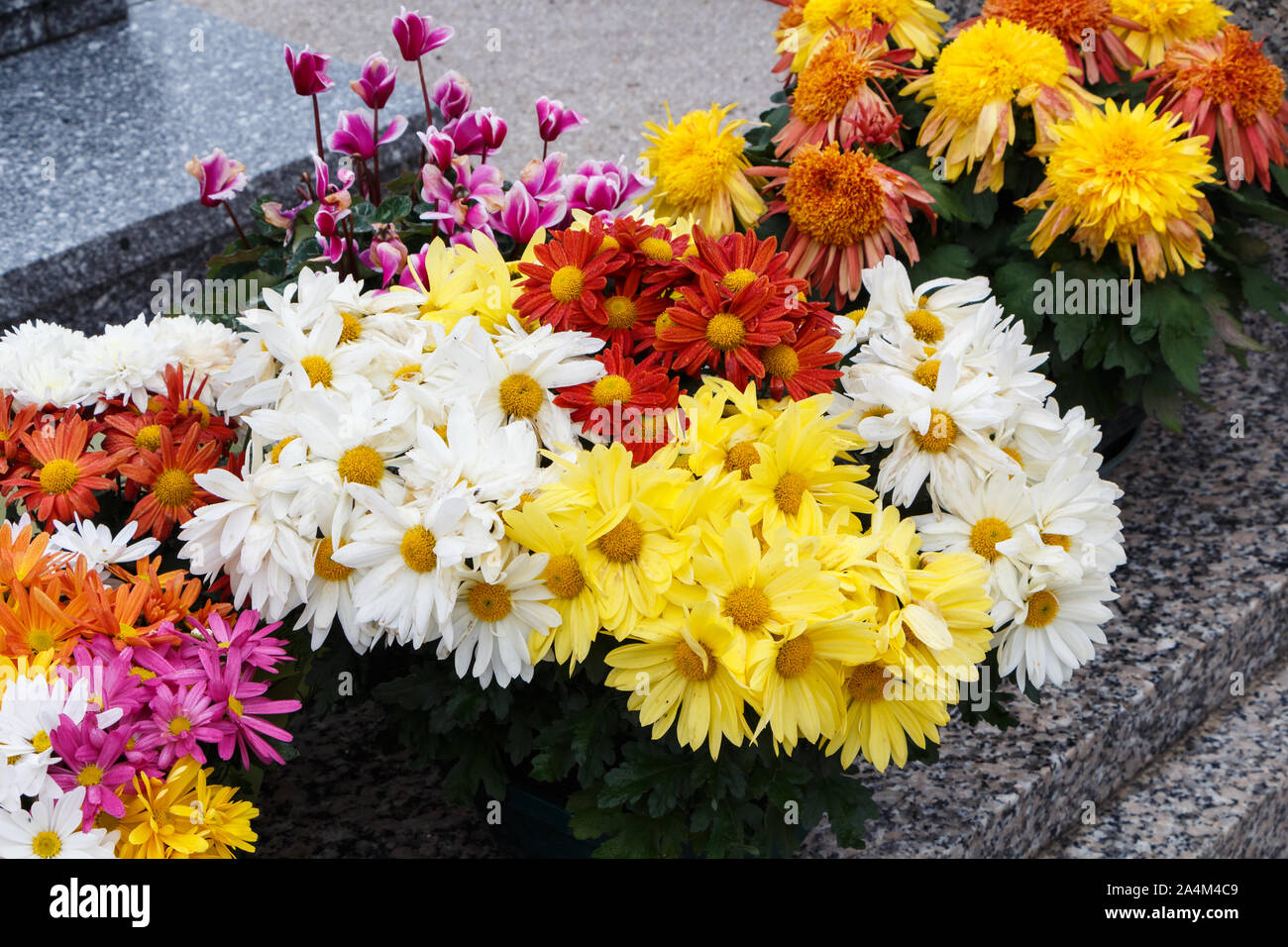 Piante di crisantemo sulle lapidi per il giorno di Tutti i Santi Foto Stock