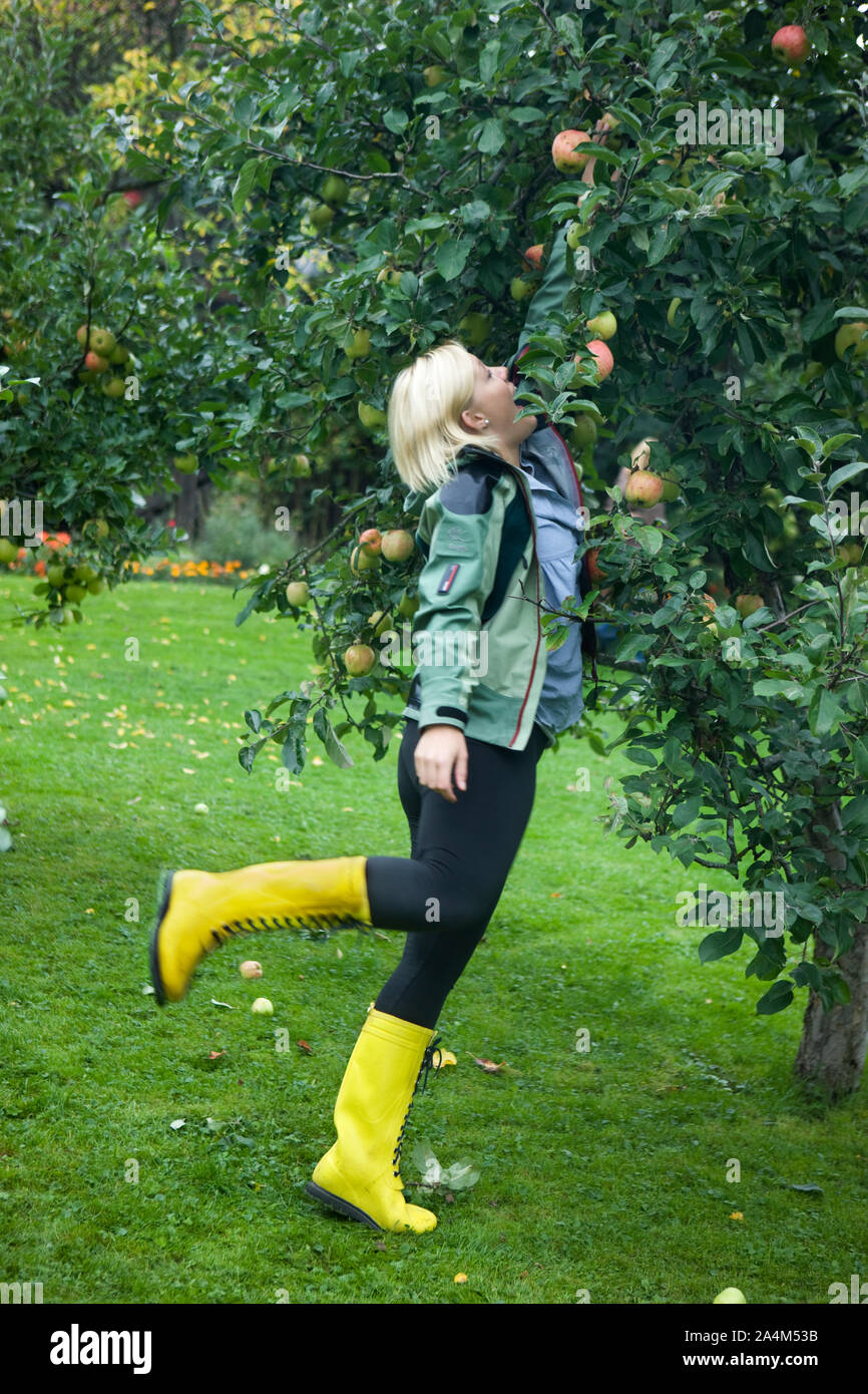 Donna raccolta di mele in Norvegia Foto Stock