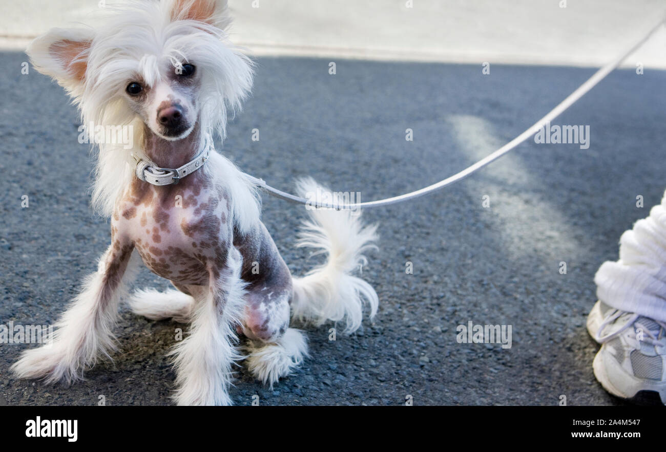 Moda cane sul marciapiede Foto Stock