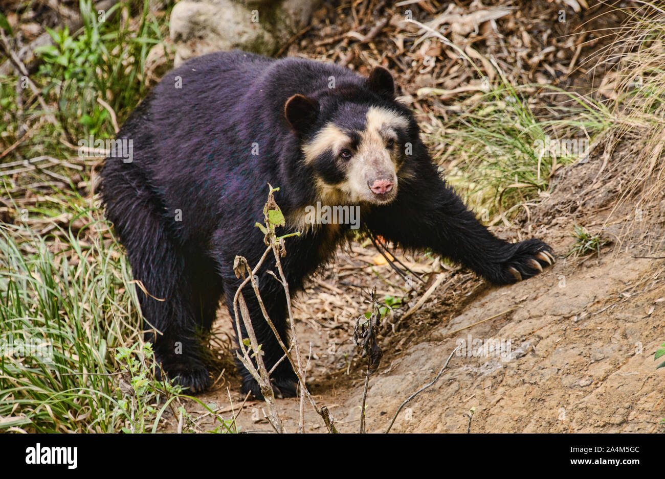 Spectacled bear (Tremarctos ornatus), Cuenca, Ecuador Foto Stock