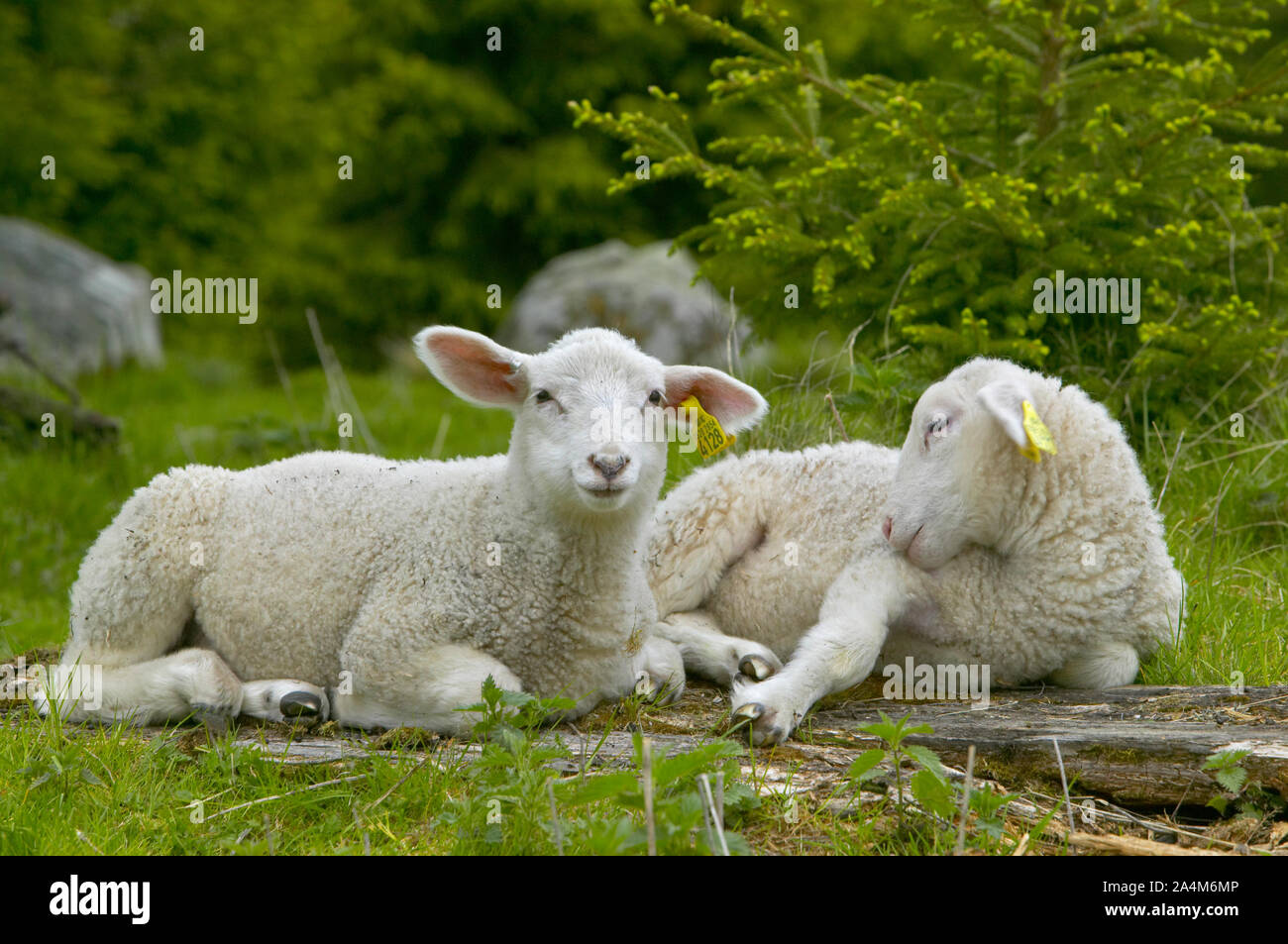 Pecore che riposano Foto Stock