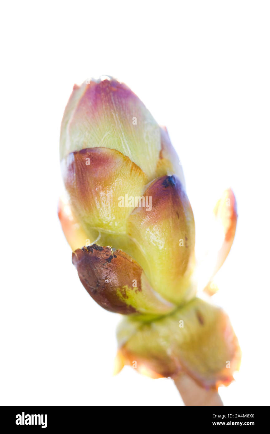 Bud Foto Stock