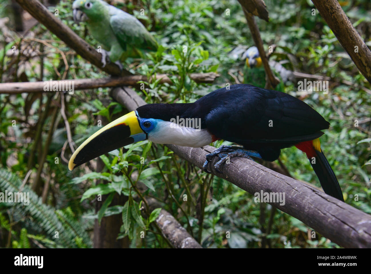 Bianco-throated toucan (Ramphastos tucanus), Ecuador Foto Stock