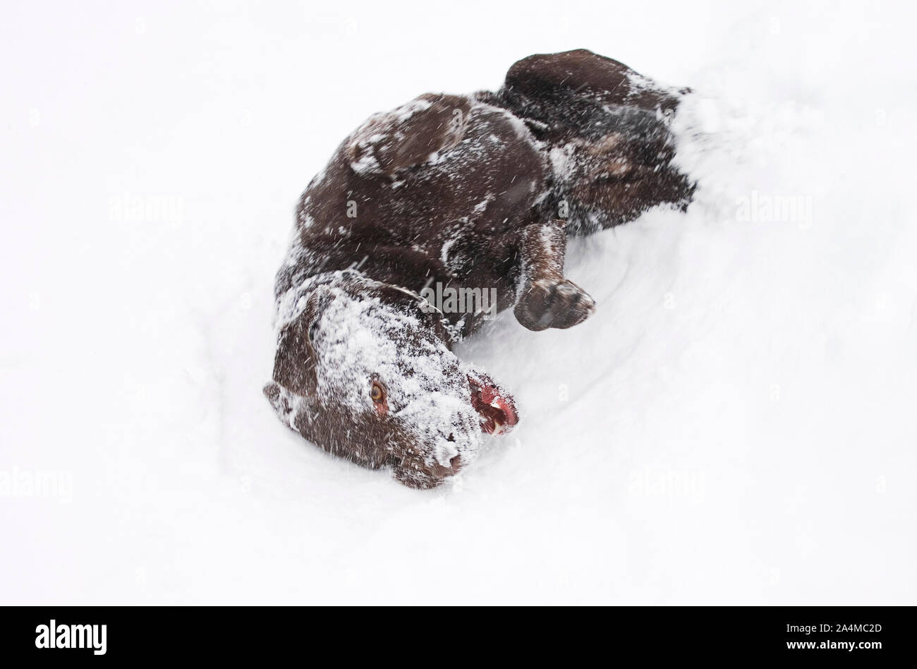 Cane a giocare nella neve Foto Stock