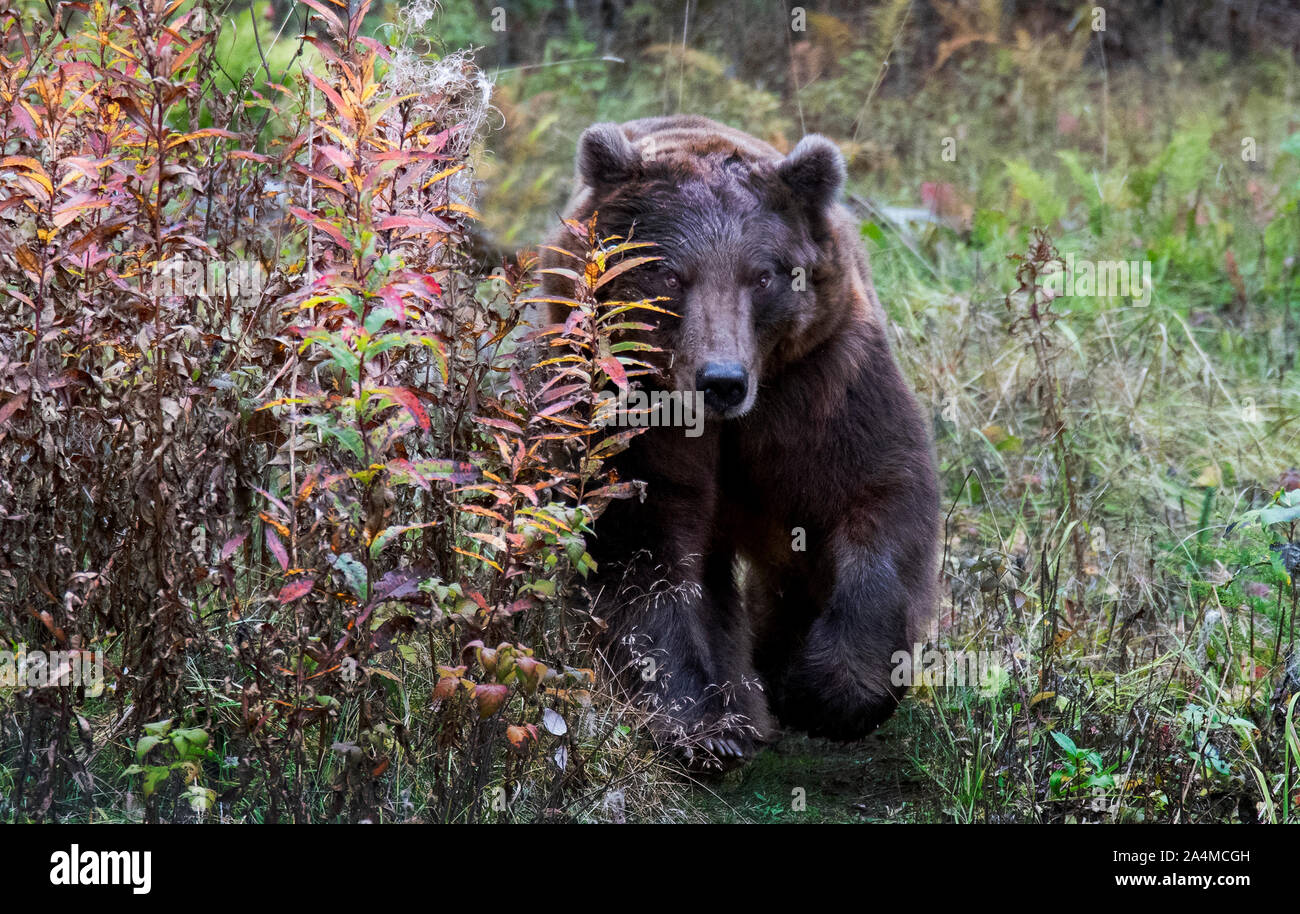 Un enorme grizzy portano a correre verso la telecamera molto veloce e mantenendo il contatto visivo Foto Stock