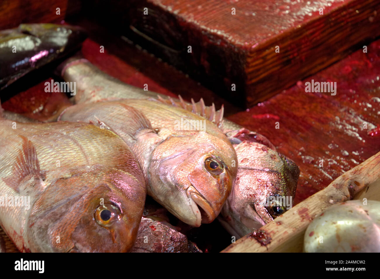 Mercato del pesce Tsukiji, Tokyo, Giappone Foto Stock