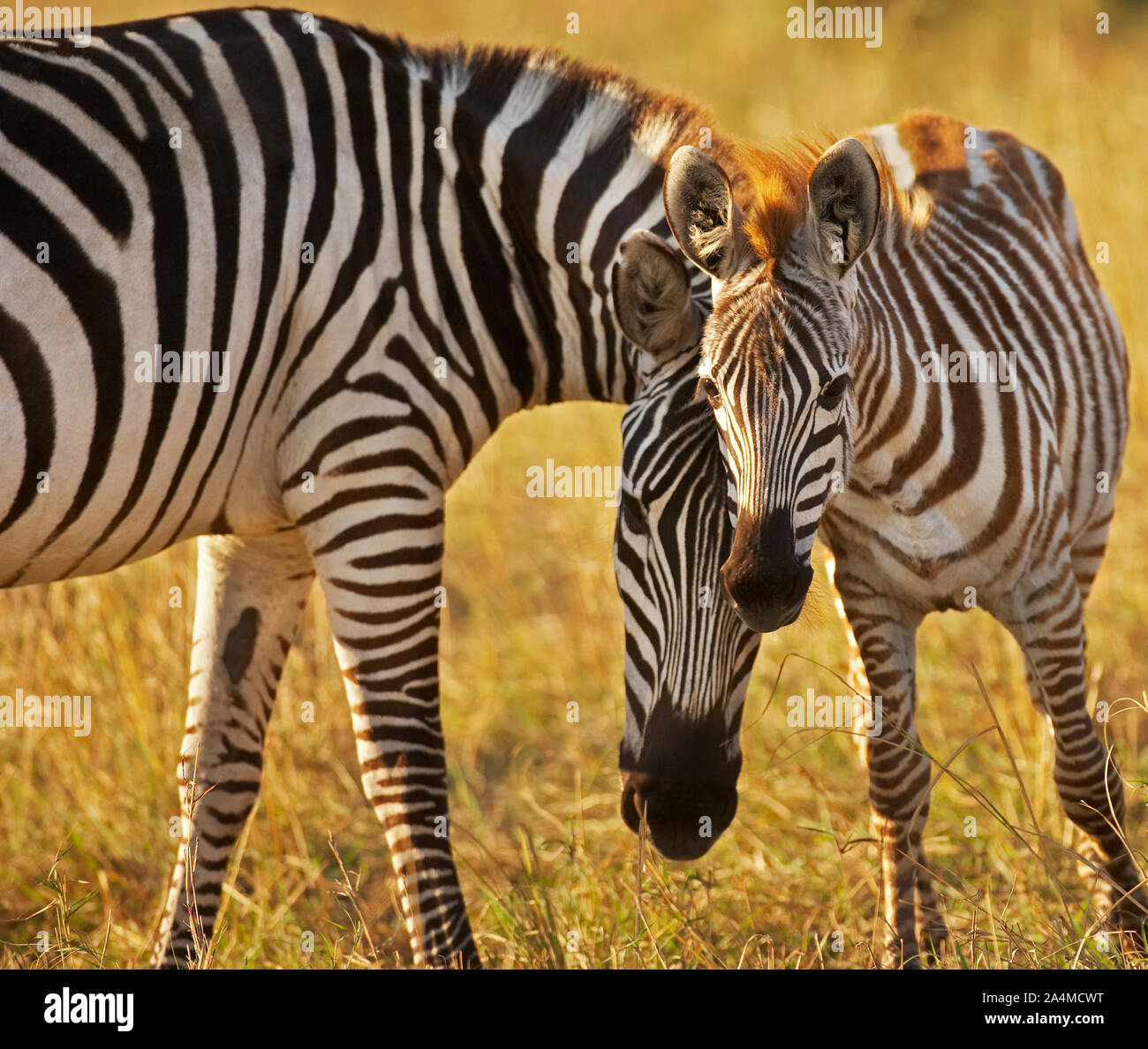 Zebre. Mare con puledro. Masai Mara, Kenya, Africa. Foto Stock