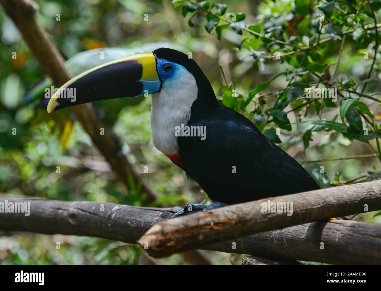 Bianco-throated toucan (Ramphastos tucanus), Ecuador Foto Stock