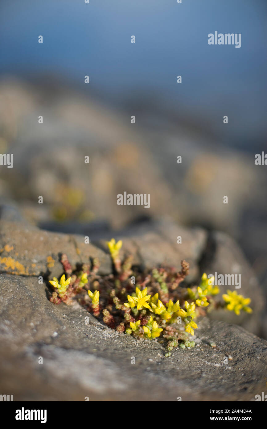 Fiori gialli (sedum acre) (bitterbergknapp) su roccia Foto Stock
