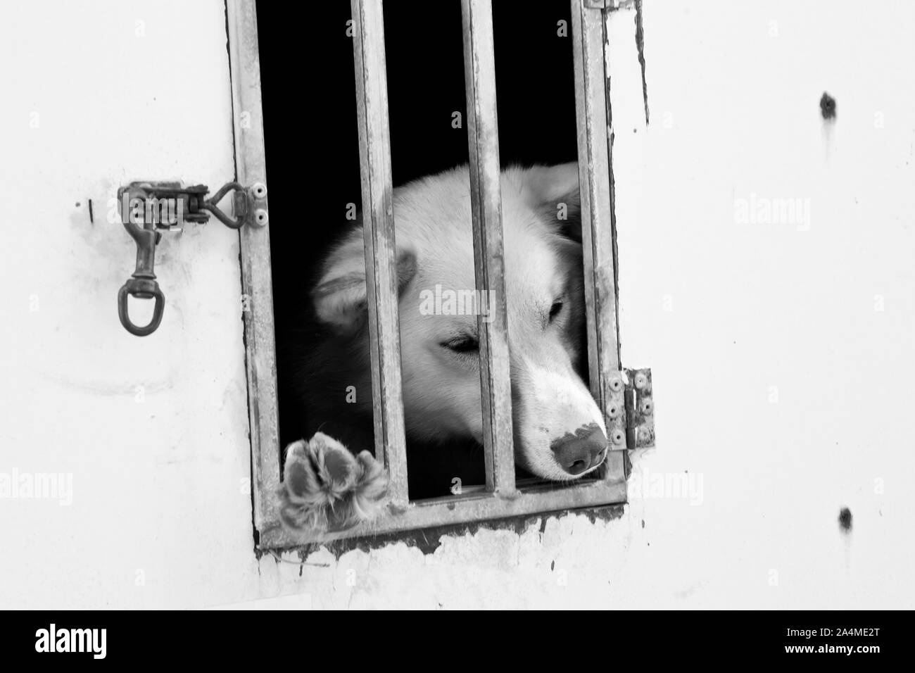 Huskey in gabbia Foto Stock