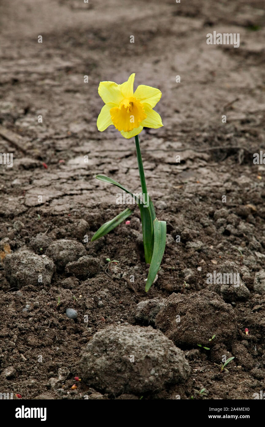 Giallo narciso Foto Stock