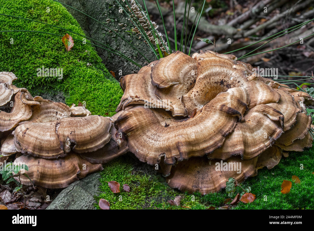 Polypore gigante / nero-colorazione (polypore Meripilus giganteus), staffa fungo causando la putrefazione bianca nella struttura ad albero nella foresta di latifoglie in autunno / autunno Foto Stock