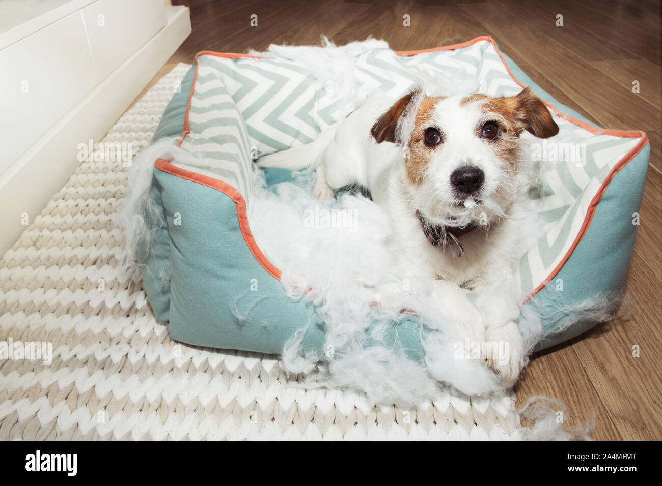 Male naughty dog ha distrutto il suo lettino pet con faccia innocente espressione. malizia e disobbediscono alla nozione Foto Stock