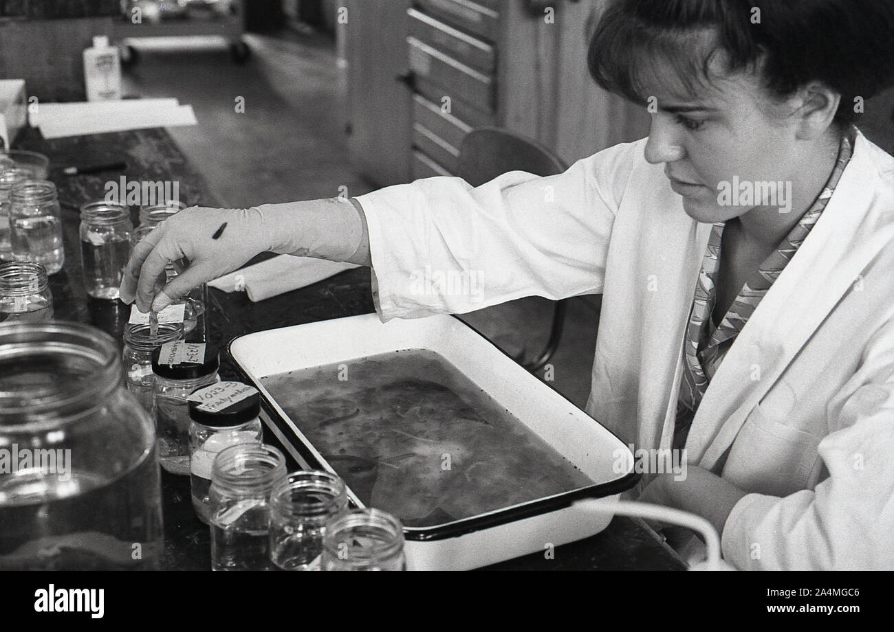 Anni '1960, storica, una giovane studentessa in un cappotto bianco che lavora con liquidi a un tavolo in una classe di scienze presso la University of Southern California (USC), USA. Foto Stock