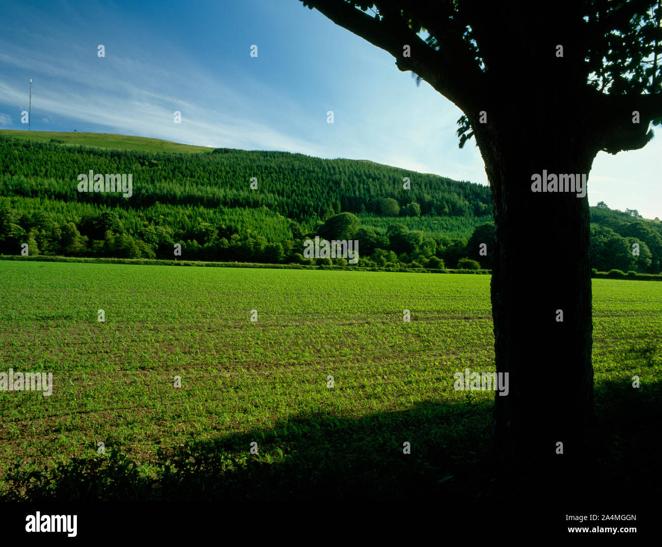 Visualizza SW DA UN541 attraverso un campo di mais per il terrapieno del vecchio stampo e Denbigh Junction Railway vicino Afon-wen, Flintshire, Wales, Regno Unito. Foto Stock