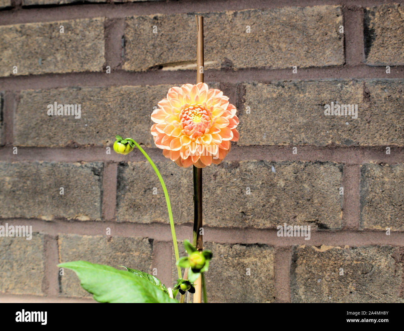 Dalie (L.A.T.E.) fioritura, crogiolandovi al suns raggi su un balcone in Tynemouth. La pianta è un nativo del Messico e chiamato dopo Anders Dahl. Foto Stock