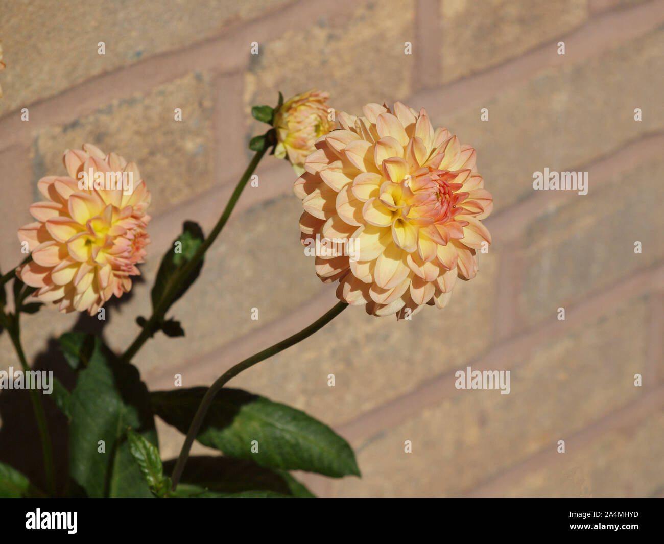 Dalie (L.A.T.E.) fioritura, crogiolandovi al suns raggi su un balcone in Tynemouth. La pianta è un nativo del Messico e chiamato dopo Anders Dahl. Foto Stock