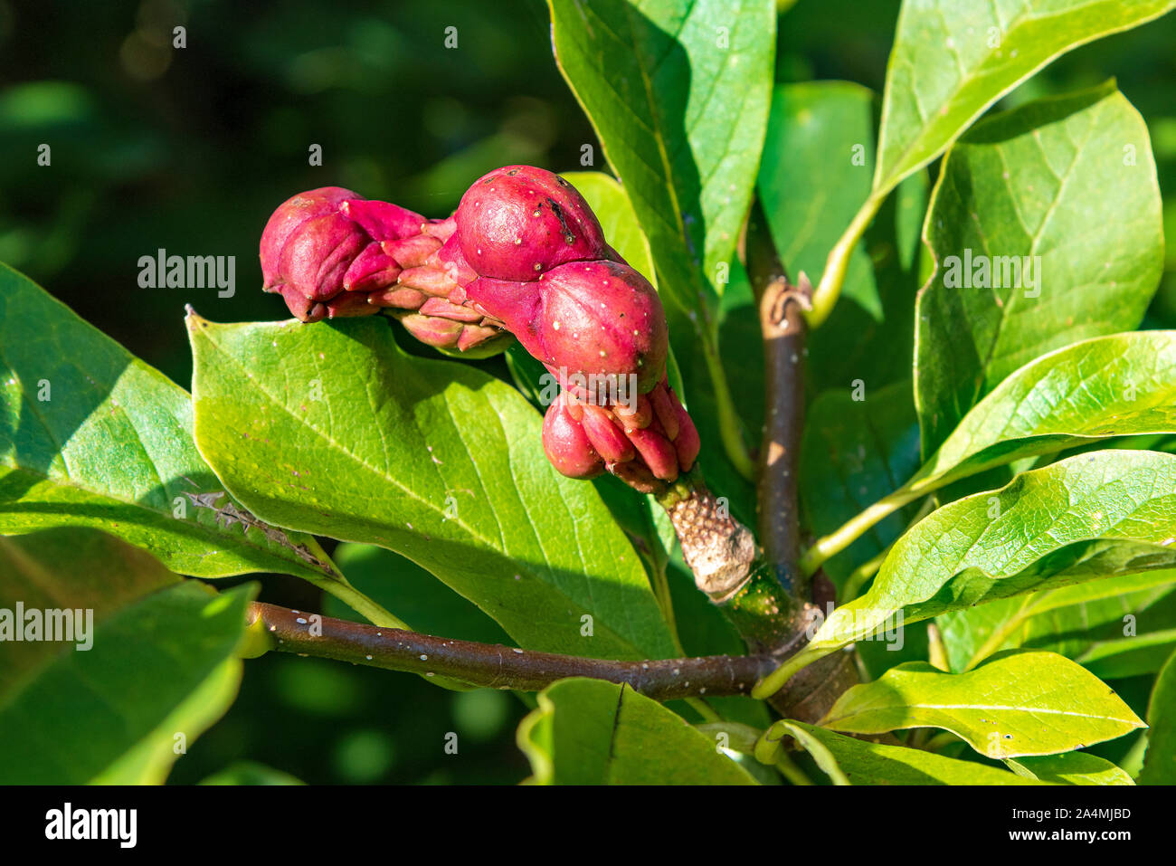 Magnolia grandiflora semi Foto Stock