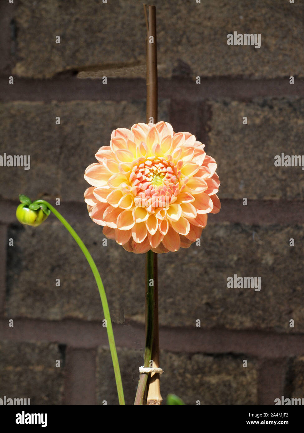Dalie (L.A.T.E.) fioritura, crogiolandovi al suns raggi su un balcone in Tynemouth. La pianta è un nativo del Messico e chiamato dopo Anders Dahl. Foto Stock