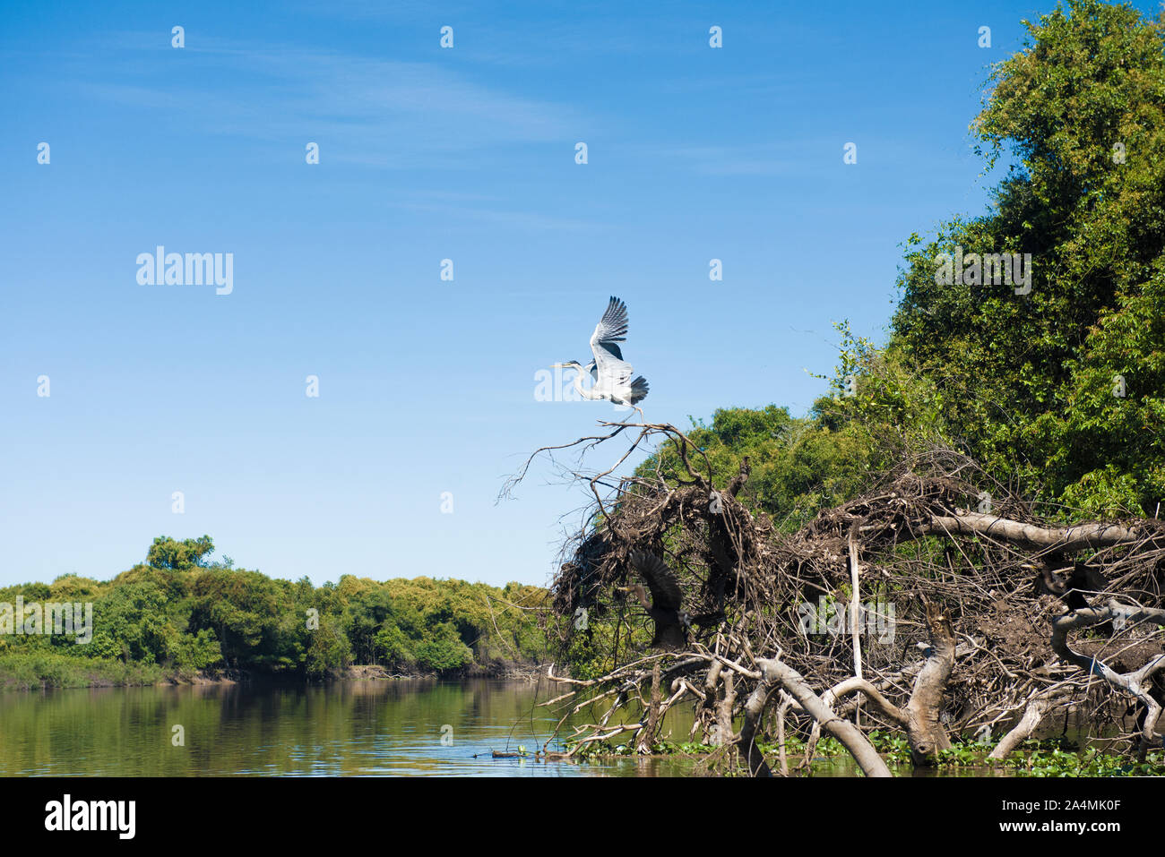 Cicogna Maguari (C. maguari), prendendo il largo a Pantanal (brasiliano zone umide), in Aquidauana, Mato Grosso do Sul, Brasile Foto Stock