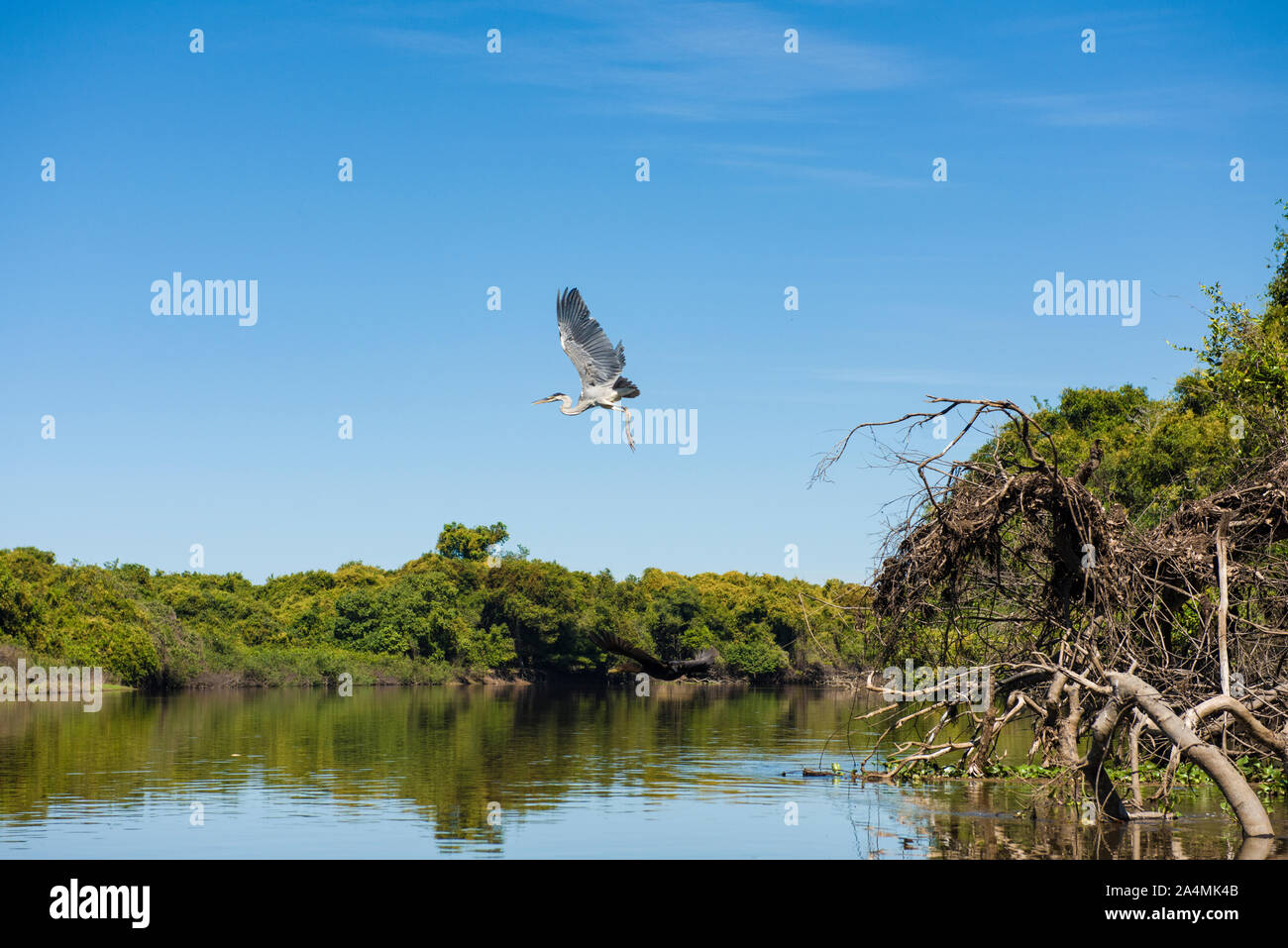 Cicogna Maguari (C. maguari), prendendo il largo a Pantanal (brasiliano zone umide), in Aquidauana, Mato Grosso do Sul, Brasile Foto Stock