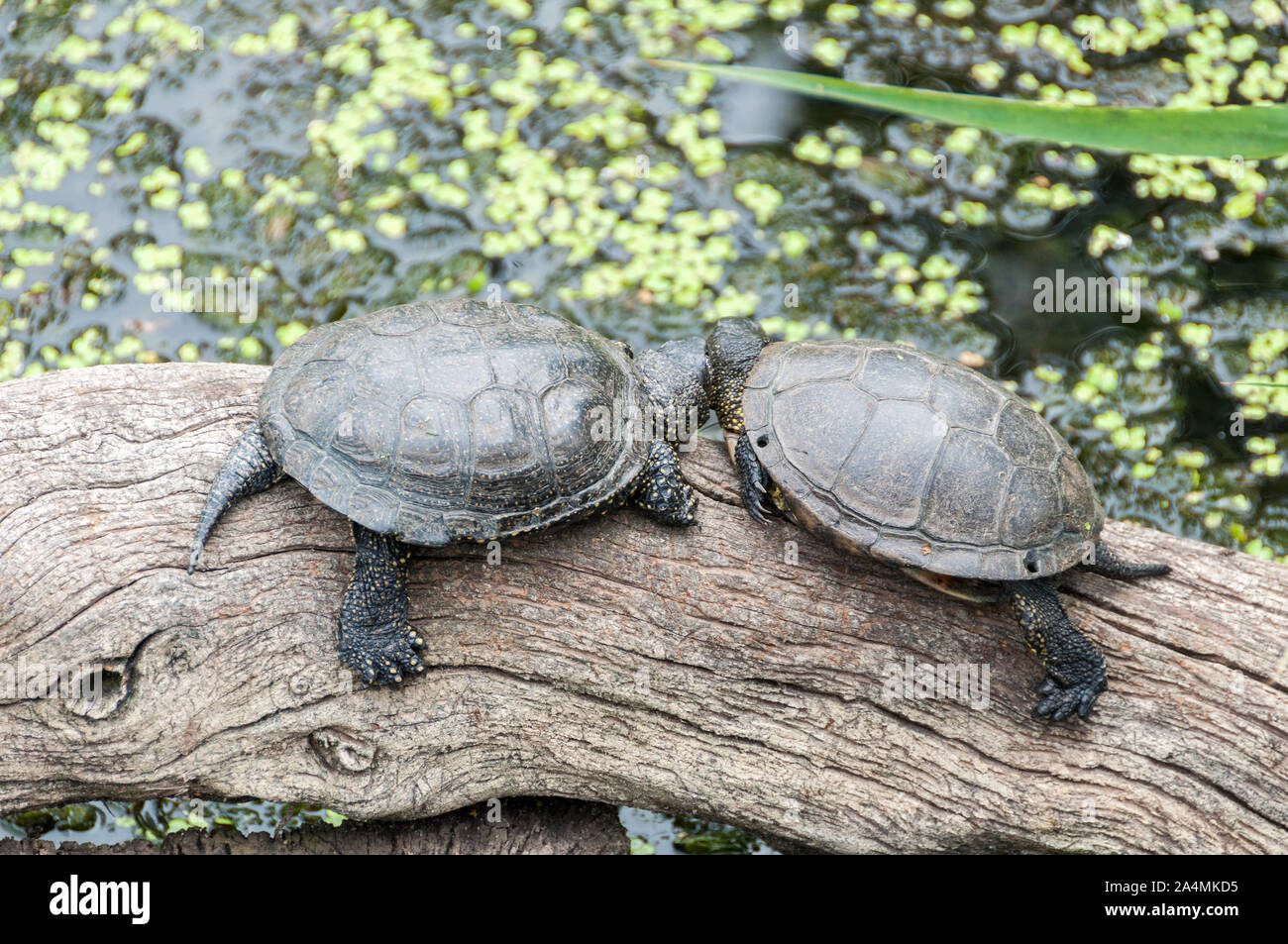 Tortues de Floride dans un étang/rosso-panciuto turtle in uno stagno, Francia, Lorena, Eté Foto Stock