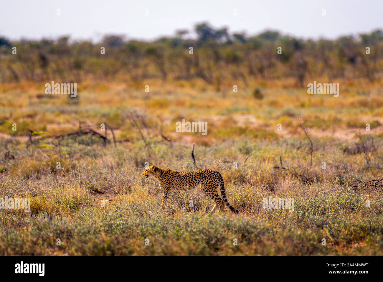 Cheetah in agguato per in preda al tramonto nel Parco Nazionale di Etosha, Namibia Foto Stock