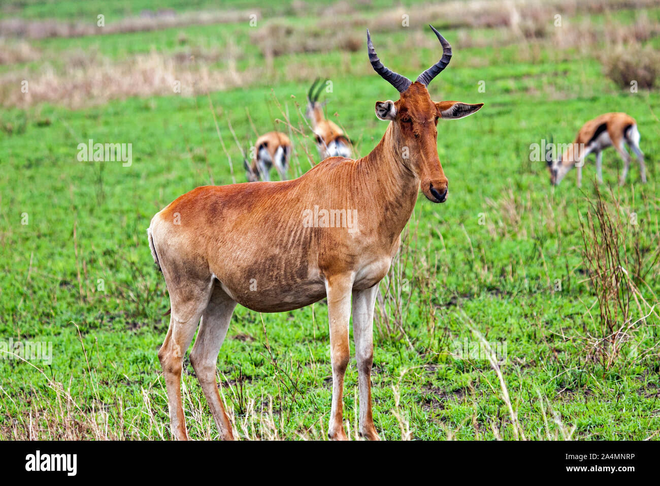 Topi; Damaliscus lunatus; di medie dimensioni antilope; fauna; ritratto; animale, Serengeti National Park; Tanzania; Africa; orizzontale Foto Stock