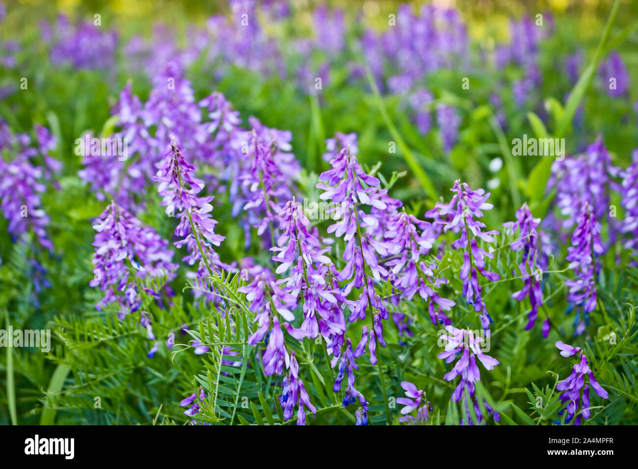 Bella lilla fiori di prato. Sfondo naturale con copia spazio. Morbida messa a fuoco selettiva. Foto Stock