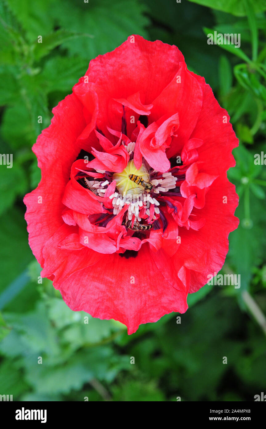 Passare il puntatore del mouse le mosche in un papavero, Papaver somniferum Foto Stock